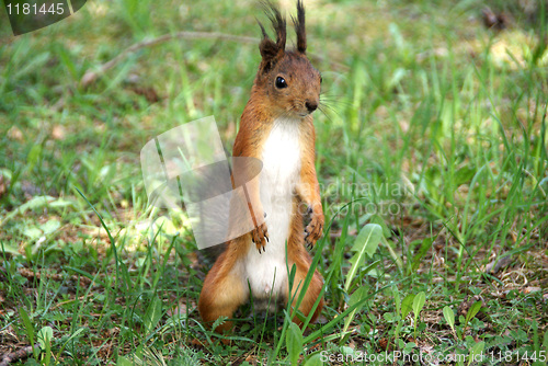 Image of Squirrel 