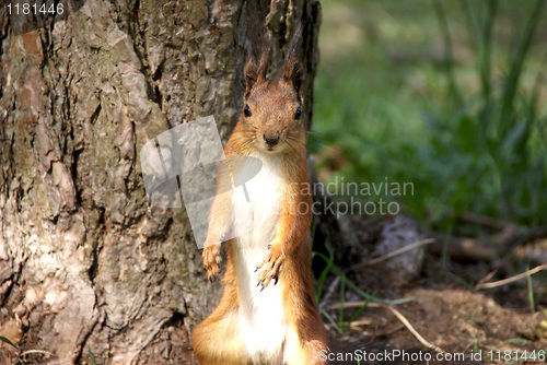 Image of Squirrel 