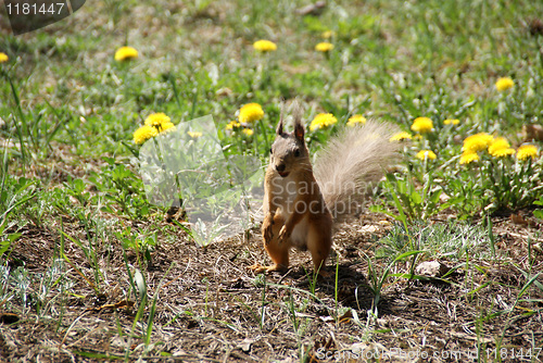 Image of Squirrel 