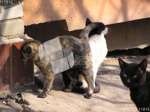 Image of cats