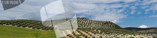 Image of Mediterranean hills covered with rows of olive trees
