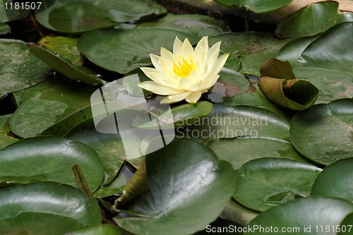 Image of Yellow water lily