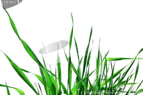Image of Green grass isolated 