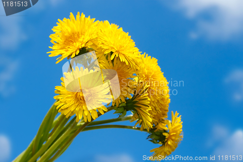 Image of Bouquet of dandelion against the blue sky