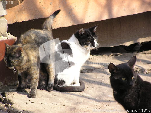 Image of cats