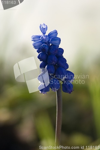 Image of Grape Hyacinth I