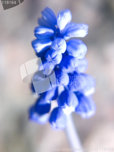 Image of Grape Hyacinth II