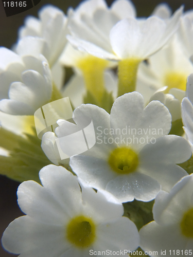 Image of White primula I