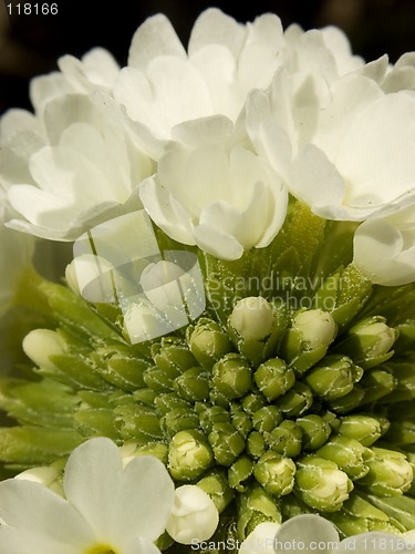 Image of White primula II