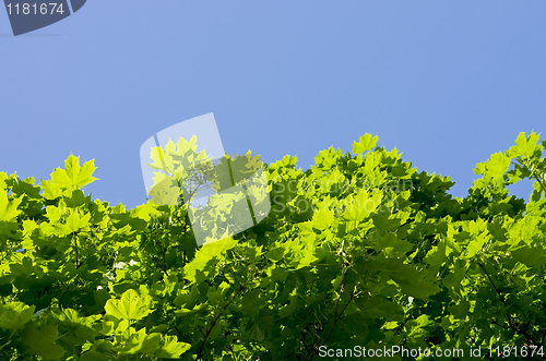 Image of maple leaves