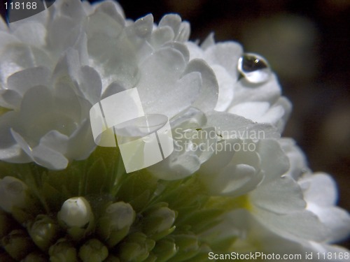 Image of White primula V