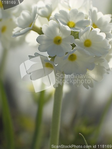 Image of White primula VI