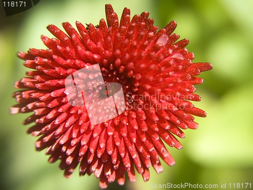 Image of Red daisy