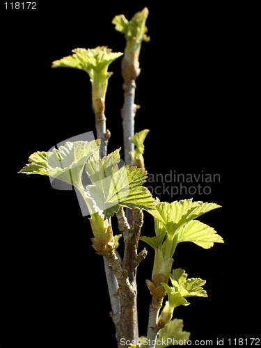 Image of Black currant branch