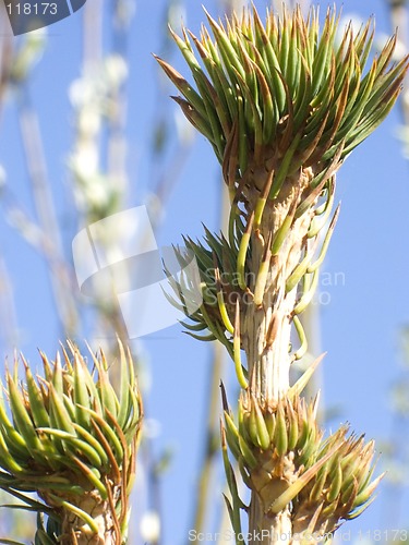Image of Spring sprouts of fir