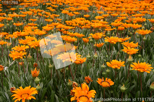 Image of Sunflower.