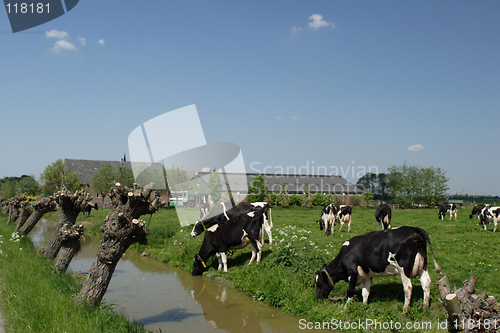 Image of Cows