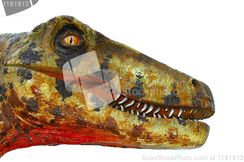 Image of Deinonychus dinosaur head on white