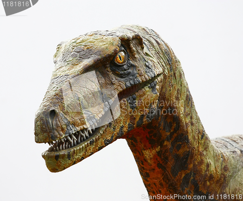 Image of Deinonychus dinosaur head on white