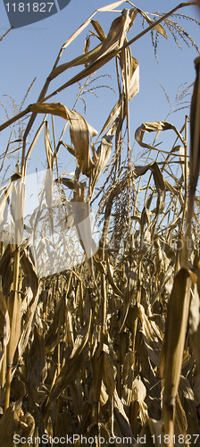 Image of Ripe Corn