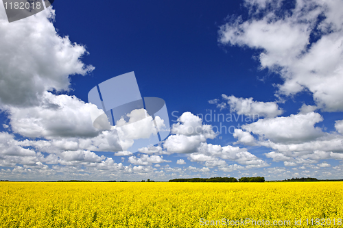 Image of Canola field