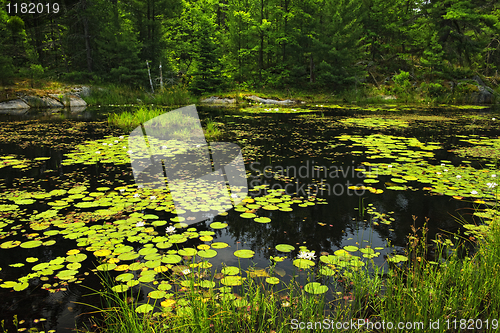 Image of Lily pads on lake