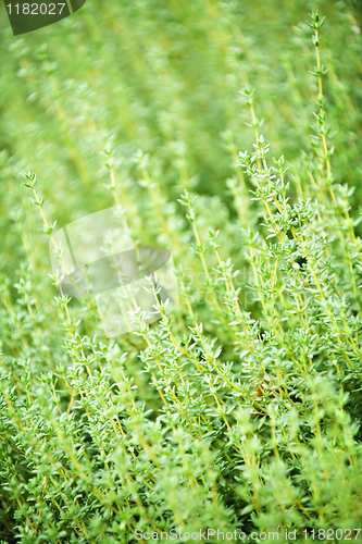 Image of Thyme plants