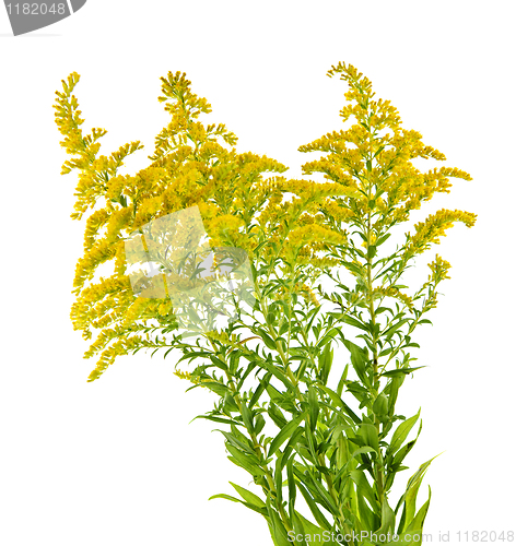 Image of Goldenrod plant