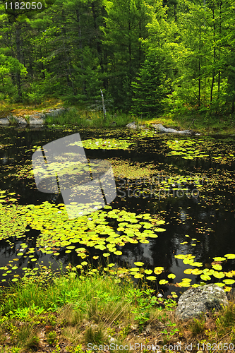 Image of Lily pads on lake