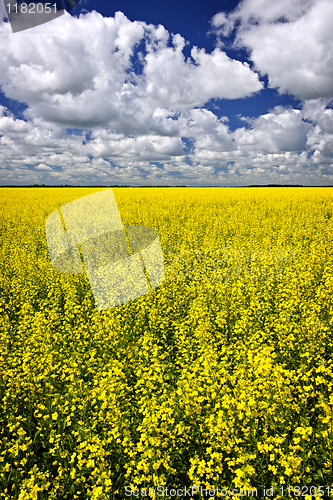 Image of Canola field