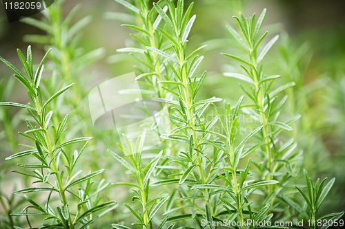Image of Rosemary herb plants