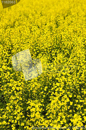 Image of Canola plants