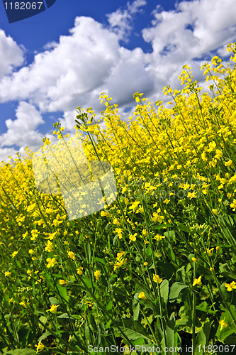 Image of Canola plants in field
