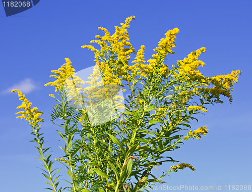 Image of Goldenrod plant