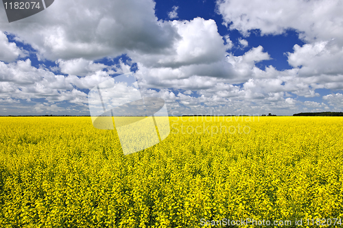 Image of Canola field