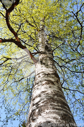 Image of Under the birch tree