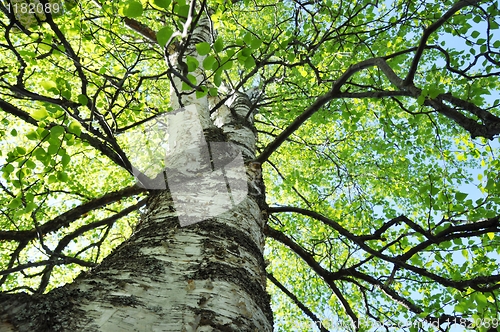 Image of tree in spring