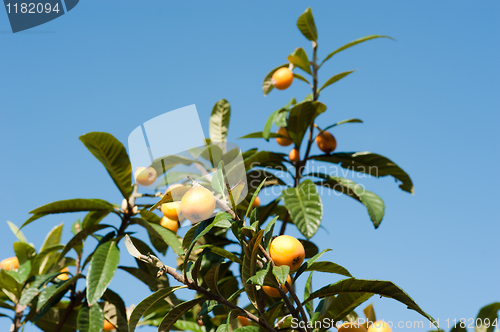 Image of Loquat