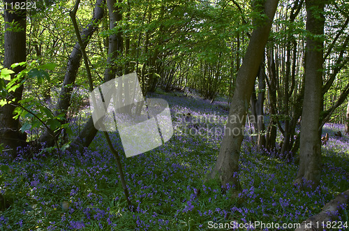 Image of Woodland Bluebells