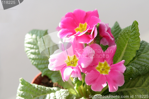 Image of Primula