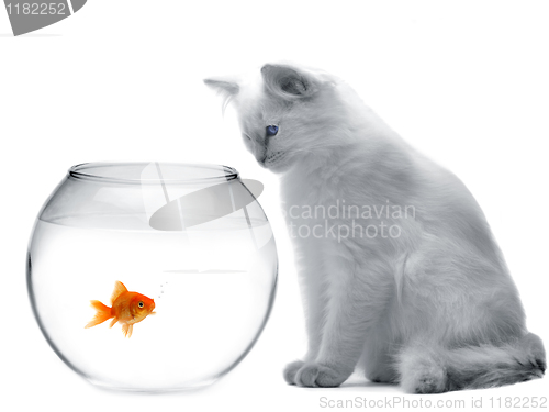 Image of cat and a gold fish