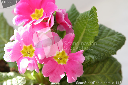 Image of Primula