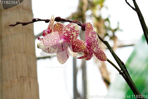 Image of Spotted orchid flowers on a curved branch