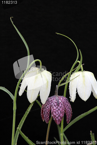Image of three lilies