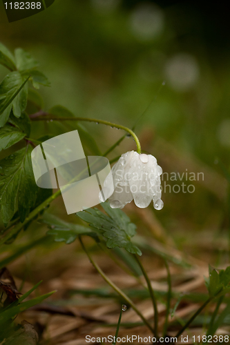 Image of wood anemone