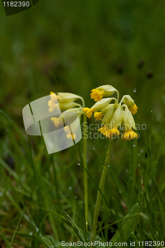 Image of Primula veris