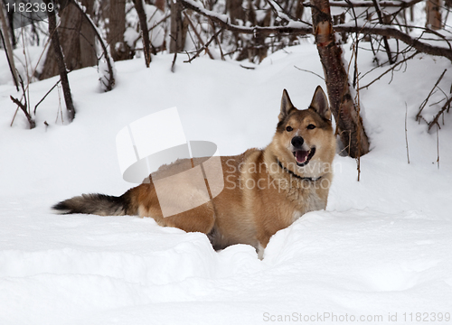 Image of Hunting dog. Winter