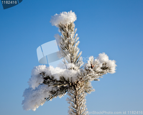 Image of branch of a tree in snow crystals