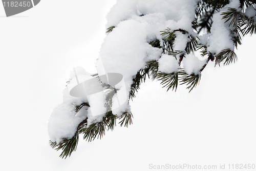 Image of pine branch with snow