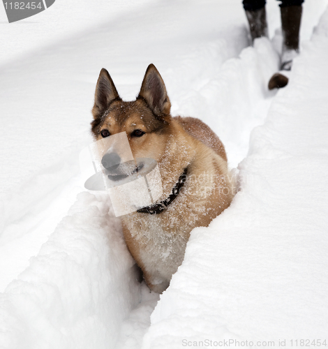 Image of Hunting dog. Winter